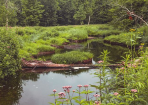 Riverlands Forest Project